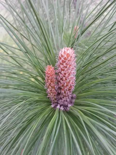 Pinus canariensis ?